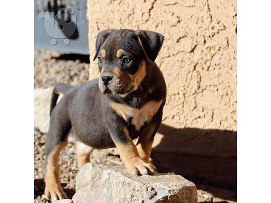PoulaTo: Pitbull